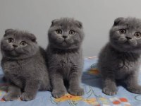 Elit Patiler Farkıyla Scottish Fold Yavrular