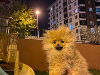 Pomeranian boo 4.5 aylık