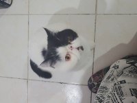 Cfa şecereli harika genç dişi erkek kedimiz