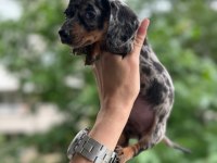 Show kalite sosis köpek yavrularımız