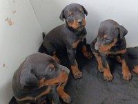 Şecereli Safkan Doberman