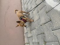 10 aylık şivava