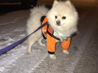 Pomeranian Boo Oğlumuz