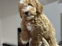 Wc Eğitimli Aşılı Pasaportlu Maltpoo Yavrularımız