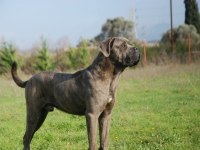 Acil sahiplendirilecek A şecereli cane corso yavrular