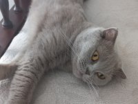 Scottish fold kedimizi sahiplendiriyoruz