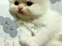 A KALİTE İRAN KEDİSİ CİNSİ BEBEKLER