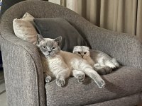 A kalite scottish fold ve british shorthair yavrular