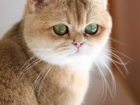 3.5 yaşında british shorthair kedisi