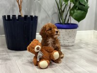 2 aylık poodle bebeğin yeni sahibi olmak ister misiniz