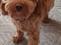 Güzel Poodle Yavrumuza Acil Yuva Aranıyor Uyguna
