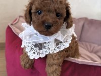 Bisküvi Tadında Toy Poodle Bebeklerimiz