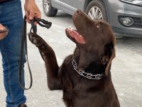 Labrador köpek