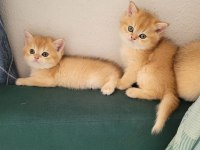 British Golden Ny 12 Ve Black Golden