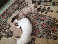 British Shorthair Yavru Kedisi