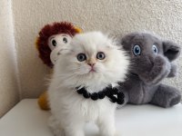 Scottish Fold Longhair