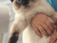 Show kalite birman kedisi yavrular