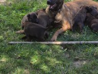 Belçika Malinois Üst Kalite Erkek Dişi Yavrularımız