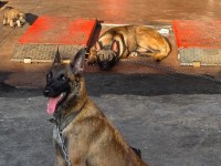 Belçika malinois köpeği