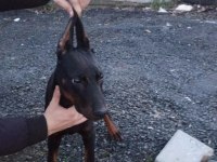 Dişi Doberman 2.5 Aylık