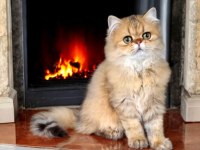 İran chinchilla safkan