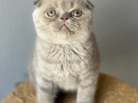Scottish fold kedisi
