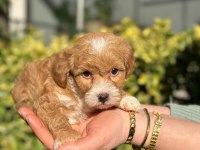 Orjinal Anne ve Babadan Maltipoo Bebeklerimiz