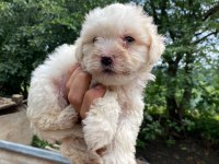 Maltese Terrier Yavru