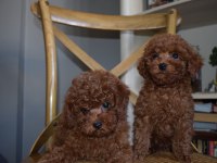 Ev Ortamında Büyüyen Toy Poodle Yavrular
