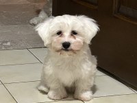 3 aylık erkek saf maltese terrier