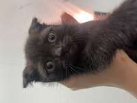Scottish fold bebeklerimiz yuva arıyor