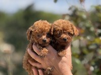 Aşılı Çiş Eğitimli Teacup Toy Poodle 
