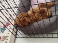 2 aylık dünyalar tatlısı toy poodle