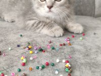 British shorthair 60 günlük erkek