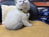 Lynx point erkek british shorthair