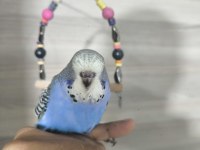 Bebek Muhabbet kuşları