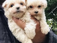2 aylık terrier yavrularım için yuva arıyorum