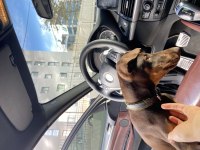 3 aylık kızıl doberman acil yer probleminden dolayı şecereli