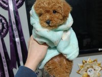 Poodle gibi maltipoo bebek