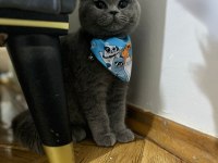 British shorthair bebeklerimiz