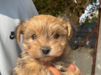 (SDK) çiftlikten sevimli Morkie yavrular