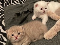 23Eylül doğumlu bebeklerimiz scottish fold