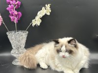 Arina s Ragnia nin Şecereli Şampiyon Ragdoll Bebekleri