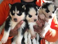 Maskeli Orjinal Mavi Göz Husky Yavrular