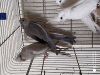 3 adet 2 aylık sultan papağanı