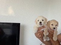 55 günlük maltipoo miniklerim