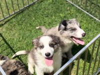 Blue Merle Border Collie Yavrular