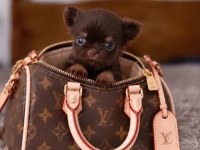 Safkan Bir Erkek Chihuahua