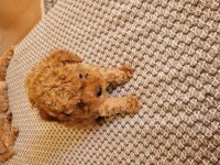 Toy poodle kore