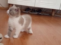 İzmir NADİR RENK british shorthair yavrumuz